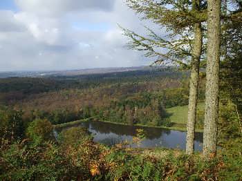 Cropton Forest