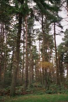 Dalby Forest