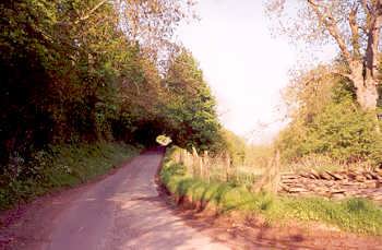 country road with hedgerow tunnel